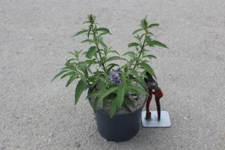 Pot 3L