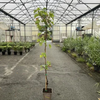 Pot 5L Hauteur 100/150 cm (hors pot)