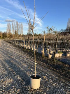 Pot 15L Formé en demi-tige (tige 130 cm) – Hauteur 175/200 cm (hors pot)