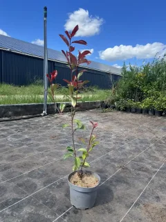 Lot de 40 pots 3 L 60/80 cm de hauteur soit la plante à 8,99 €