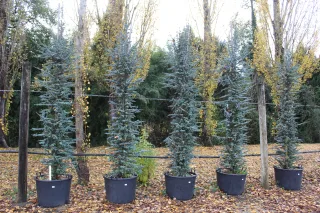 Pot 130L hauteur moyenne 350/400 cm (hors pot)