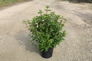 Pot 15L