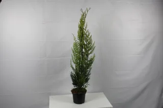 Pot 2L hauteur moyenne 80/100 cm (hors pot)
