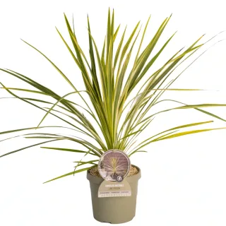 Pot 3,5L