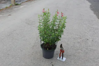 Pot 3L