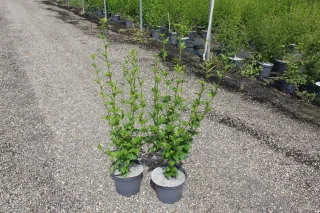 Pot 3L