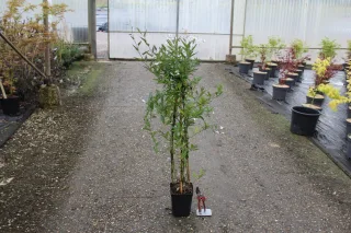 Pot 3L formé en tipi de 60 cm de hauteur (hors pot)