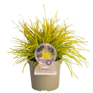 Pot 3,5L