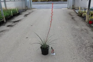 Pot 5L hauteur 1m