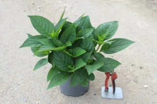 Pot 3L