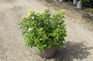 Pot 15L