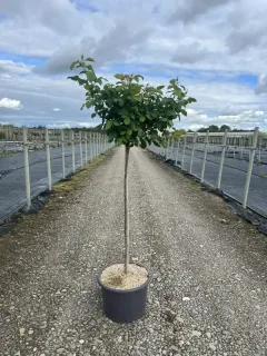 Pot 20L