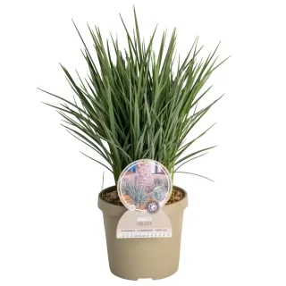Pot 3,5L