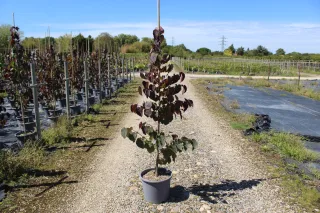 Pot 15L formé en baliveau hauteur variable entre 150-250 cm (hors pot)