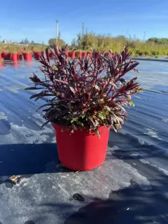 Pot 4L