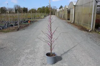 Pot 15L formé en baliveau hauteur variable entre 150-250 cm (hors pot)