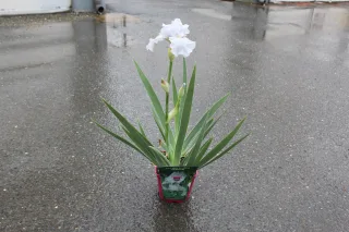 Pot 2,5L