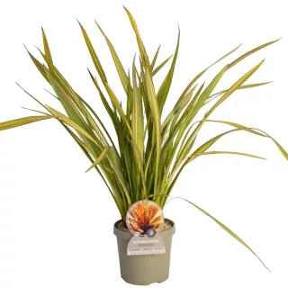 Pot 3,5L