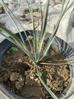 Pot 5L Hauteur 20-30 cm (hors pot)