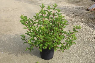 Pot 15L