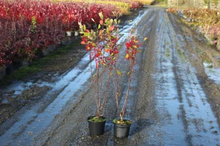Pot 3L hauteur moyenne 60/80 cm (hors pot)
