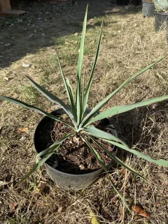 Pot 2L Hauteur 30 cm (hors pot)