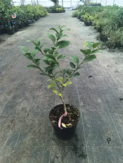 Pot 5L sur poncirus - formé en touffe