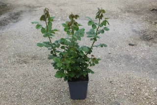 Pot 5L