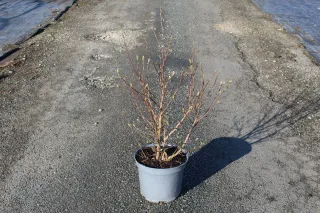 Pot 10L hauteur moyenne 80/100 cm (hors pot)