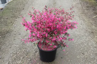 Pot 15L