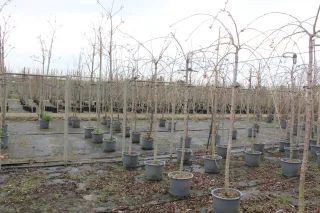 Pot 30L formé en tige de 200 cm, avec une force de 6 à 8 cm, pour une hauteur totale de 200 à 300 cm (hors pot)