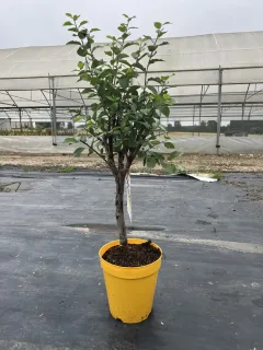 Pots 5 Litres Hauteur de la plante 80/100cm/Hauteur de tronc 40cm