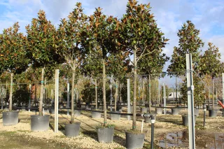 Pot 90L TIGE-20/25