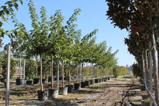 Pot 90L formé en tige de 200 cm, avec une force de 18 à 20 cm, pour une hauteur totale de 350 à 400 cm (hors pot)