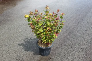 Pot 7.5L