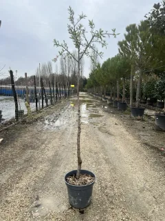 Pot 12L Formé en demi-tige (tige 130 cm) – Hauteur 175/200 cm (hors pot)