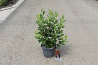 Pot 3L
