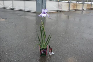 Pot 2,5L