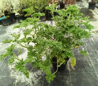 Pot 3L