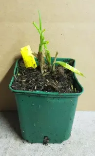 Pot GodetL