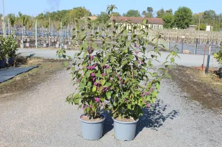Pot 15L