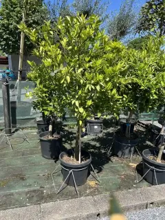 Pot 25L