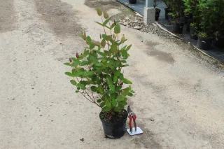 Pot 3L