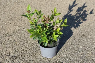 Pot 3L hauteur moyenne 20/30 cm (hors pot)