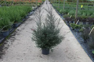 Pot 7.5L