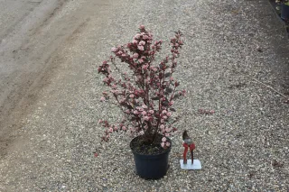 Pot 3L hauteur moyenne 40/60 cm (hors pot)