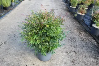 Pot 7.5L