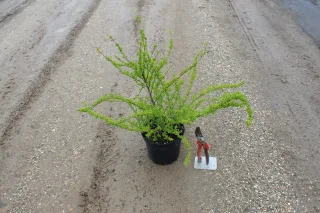 Pot 3L hauteur moyenne 30/40 cm (hors pot)