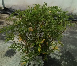 Pot 3L