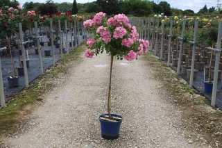 Pot 10L formé sur une mini tige de 80 cm hauteur totale de 100/125 cm (hors pot)